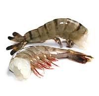 Креветка Барракуда