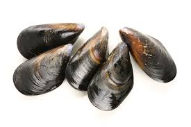 Мідії у черепашці