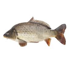 Короп свіжий