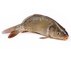 Короп свіжий