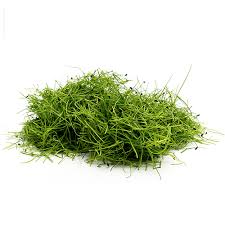 Мікрогрін цибуля   50гр/уп