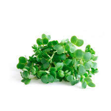 Мікрогрін Редиска  50гр/уп