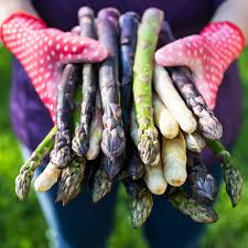 Спаржа (аспарагус) 0,45 г/уп