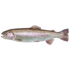 Форель річкова